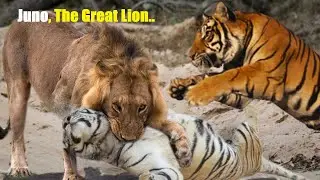 A Lion Named Juno Who Killed 13 Tigers || Juno VS Gunga