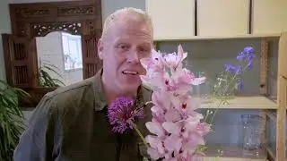 Cymbidium: interior must have
