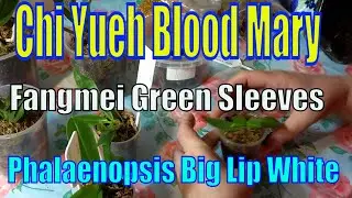Орхидеи hi Yueh Blood Mary, Phalaenopsis Big Lip White, P. Fangmei Green Sleeves,  пересадка, обзор