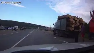 Кони и олени