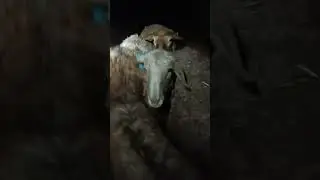 Без барашков в деревне никак /жизнь в деревне/