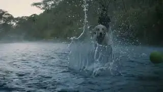 dog drowning 😱👍🔔