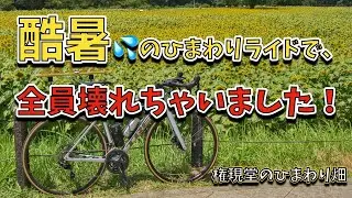 権現堂のひまわりを見に行ったけど、酷暑にやられてみんな壊れちゃった！