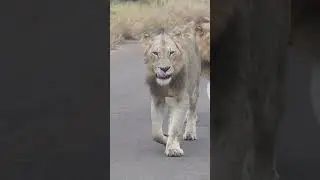 Up and Coming Lion Kings Own the Road