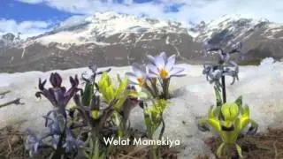 Aynur -- Dayê Dayê   Raye