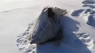 Щенки в мешке на Байкале
