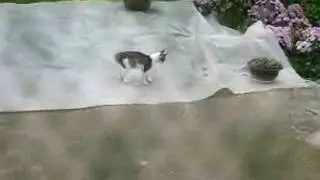 Funny cat playing