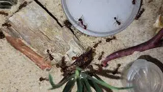 Pogomyrmex occidentalis pulling apart a termite elate.