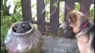Pastor Alemão/German Shepherd e o gato