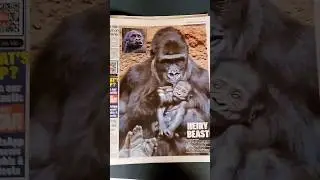 Byline a gorilla mother celebrating her B-day with her baby story! #animals #gorilla #wildlife