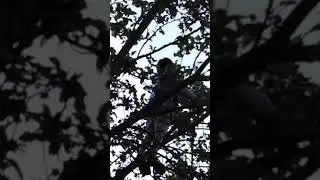 Друг залез на дерево за яблоками!!!!!