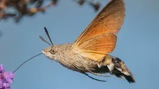 Hummingbird Hawk-Moth - Animal of the Week