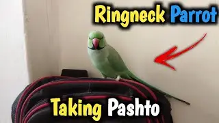 Ringneck Indian parrot talking pashto/ Crazy Ringeck indian parrot talking / peer Munazir #ringneck