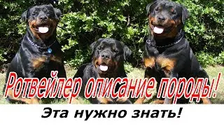 Ротвейлер описание породы! Все о породе собаки!