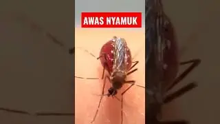 Awas Nyamuk Hisap Darah Sampai Meledak 
