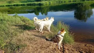 Утка уводит и тренирует лаек