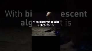The Glowing Algae