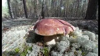 Белые грибы на МИЛЛИОН.