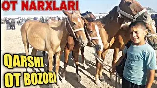 КАШКАДАРЁ ОТ НАРХЛАРИ БИЛАН ТАНИШИНГ /  ZOTDOR OT NARXLARI 2021