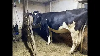 Как принять отёл, если вы новичок