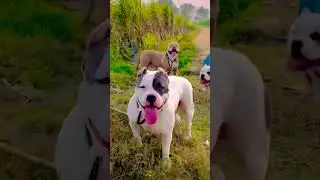 Ritik dog kennel- 4 bully dogs 💪 viral video