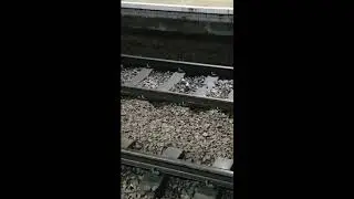 The luckiest pigeon in the world but it uses sounds from Tomb Raider 3