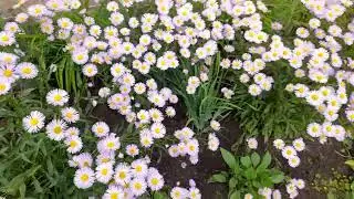 Мелколепестник лавандовый (лат. erigeron), надёжный многолетник. #эригерон #мелколепестник