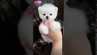 Вау мими