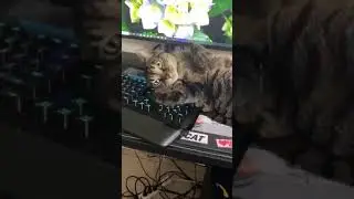Checking For Fall Damage 