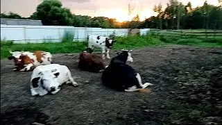 Начался сенокос/Проблемы с коровой/Птица/вечерняя дойка