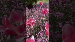 Сочи. Цветение тюльпанов.