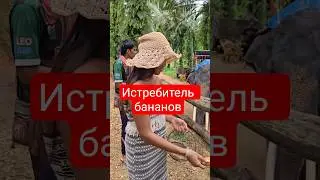 take the bananas out of your ears