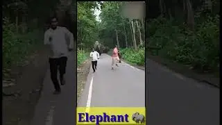 #Shorts #AngryElephants chasing people #Elephants #People Narrow escape from Angry Elephants