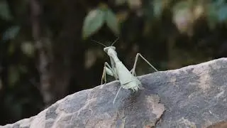 Praying Mantis climbing