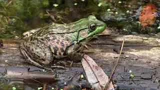 Bullfrog Fun Facts