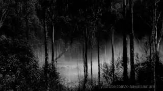 HEAVY RAIN at Night - WHITE NOISE for Relaxation, Stress Relief, Study, Meditation, Deep Sleep