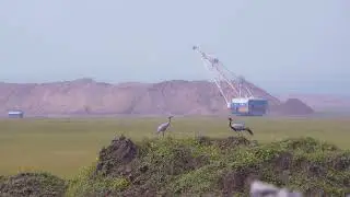 Птицы