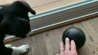 How to Entertain a Stock Dog Puppy Early in the Morning
