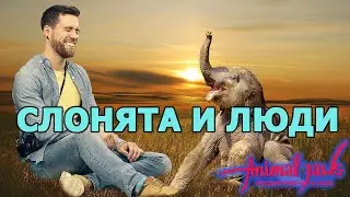 Funny baby elephants are fooling around with people