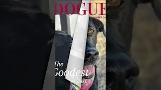 Winnie the Wonder dog... #freakinnomads #rvnomads #dogsarethebest