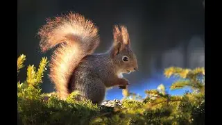 Пушистая и лесная красавица белочка(Fluffy and forest beauty squirrel)