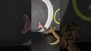Feeding ball python #shorts
