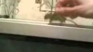 Ниндзя химмаша