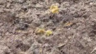 Carrot Rust Fly