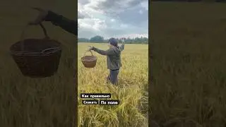 Как правильно скакать по полю 🌾