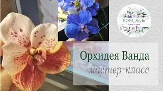 МК ОРХИДЕЯ Ванда из фоамирана своими руками / DIY Flowers handmade / Orhid Vanda Sanderiana