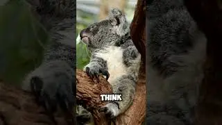 My Love for Koalas ❤️🐨❤️