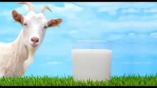 Эчки сути шифобахшлиги