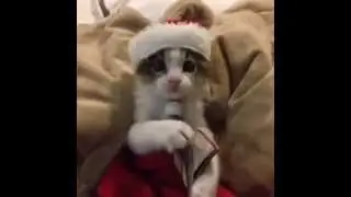Смешные коты. Котенок Дед Мороз