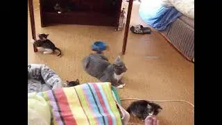 #Котята Котята бегают и играются